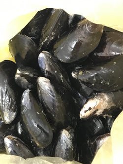 Mussel 青口 x